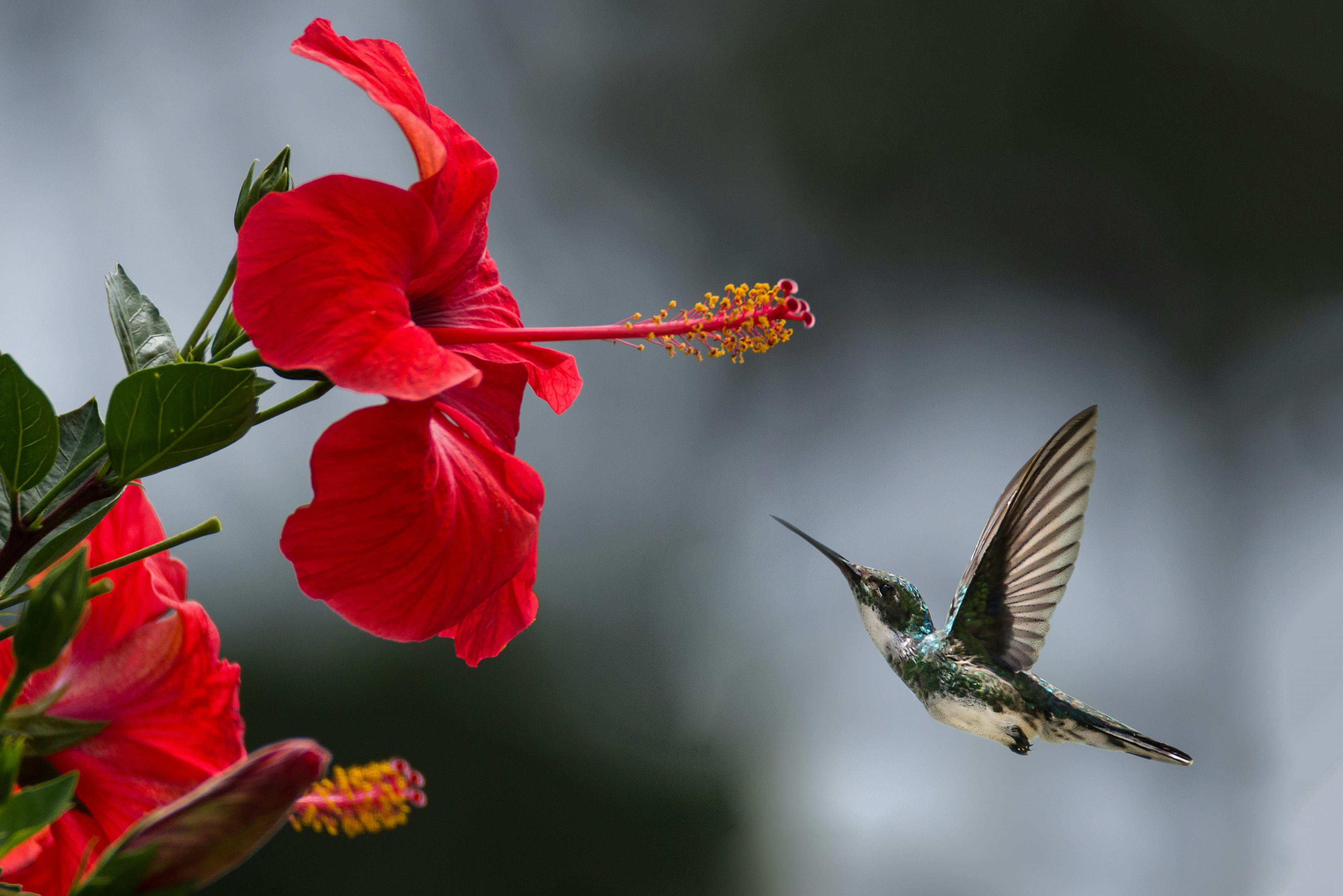 Nature 4